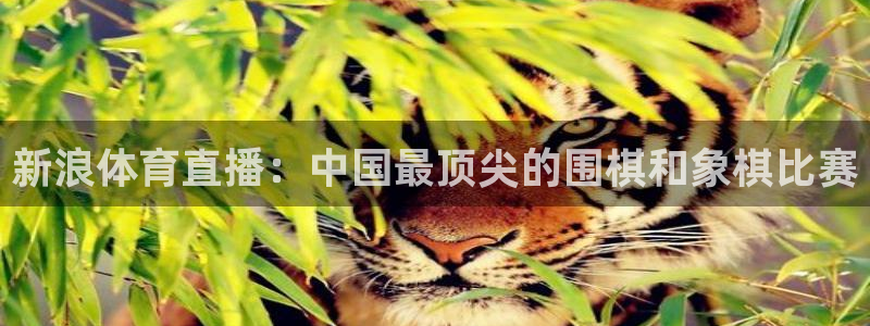 nba比赛柠檬直播：新浪体育直播：中国最顶尖的围棋和象棋比赛